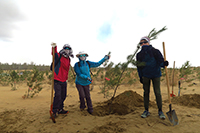 CUHK participants plant trees in the deserts (Photo Credit: Mr. Colin Liu; Programme Host: Peking University)